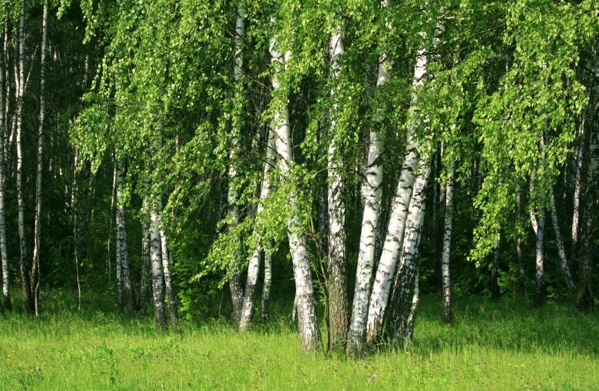 Картина на холсте березовая роща, арт hd0942201